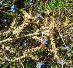 Anchusa procera (Anchusa procera)