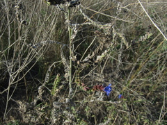 Anchusa procera (Anchusa procera)