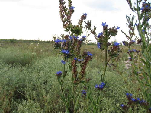 Anchusa procera (Anchusa procera)