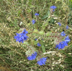 Anchusa procera (Anchusa procera)