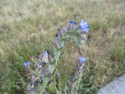 Anchusa procera (Anchusa procera)