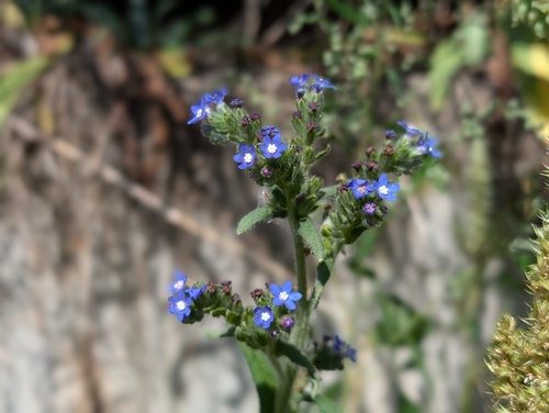 Anchusa procera (Anchusa procera)