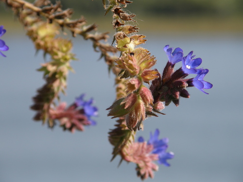 Anchusa procera (Anchusa procera)