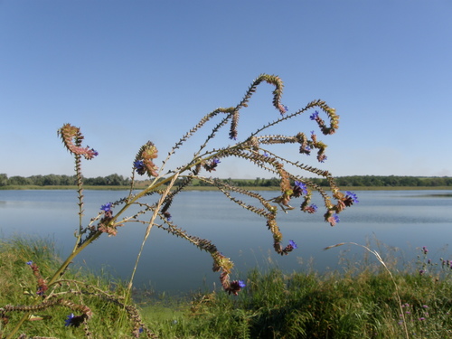 Anchusa procera (Anchusa procera)