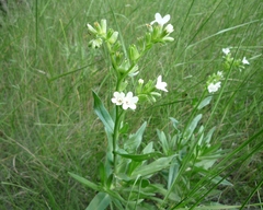 Anchusa pseudoochroleuca (Anchusa pseudoochroleuca)