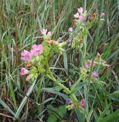 Anchusa pseudoochroleuca (Anchusa pseudoochroleuca)