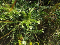Anchusa pseudoochroleuca (Anchusa pseudoochroleuca)