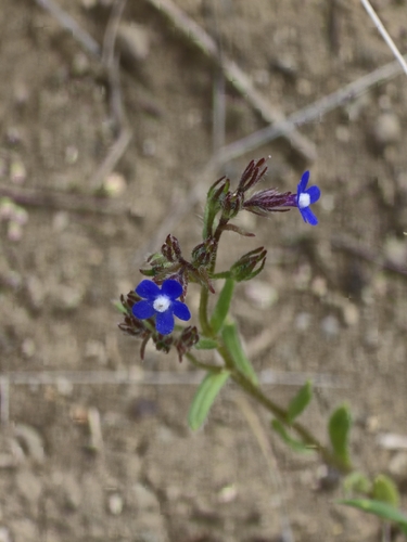 Anchusa pusilla (Anchusa pusilla)