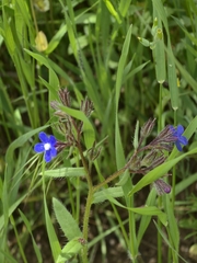Anchusa pusilla (Anchusa pusilla)