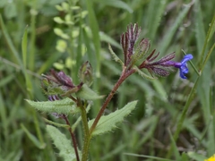Anchusa pusilla (Anchusa pusilla)