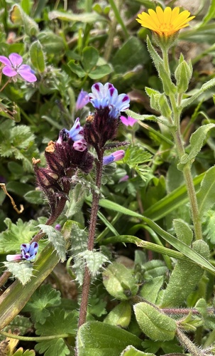 Anchusa variegata (Anchusa variegata)