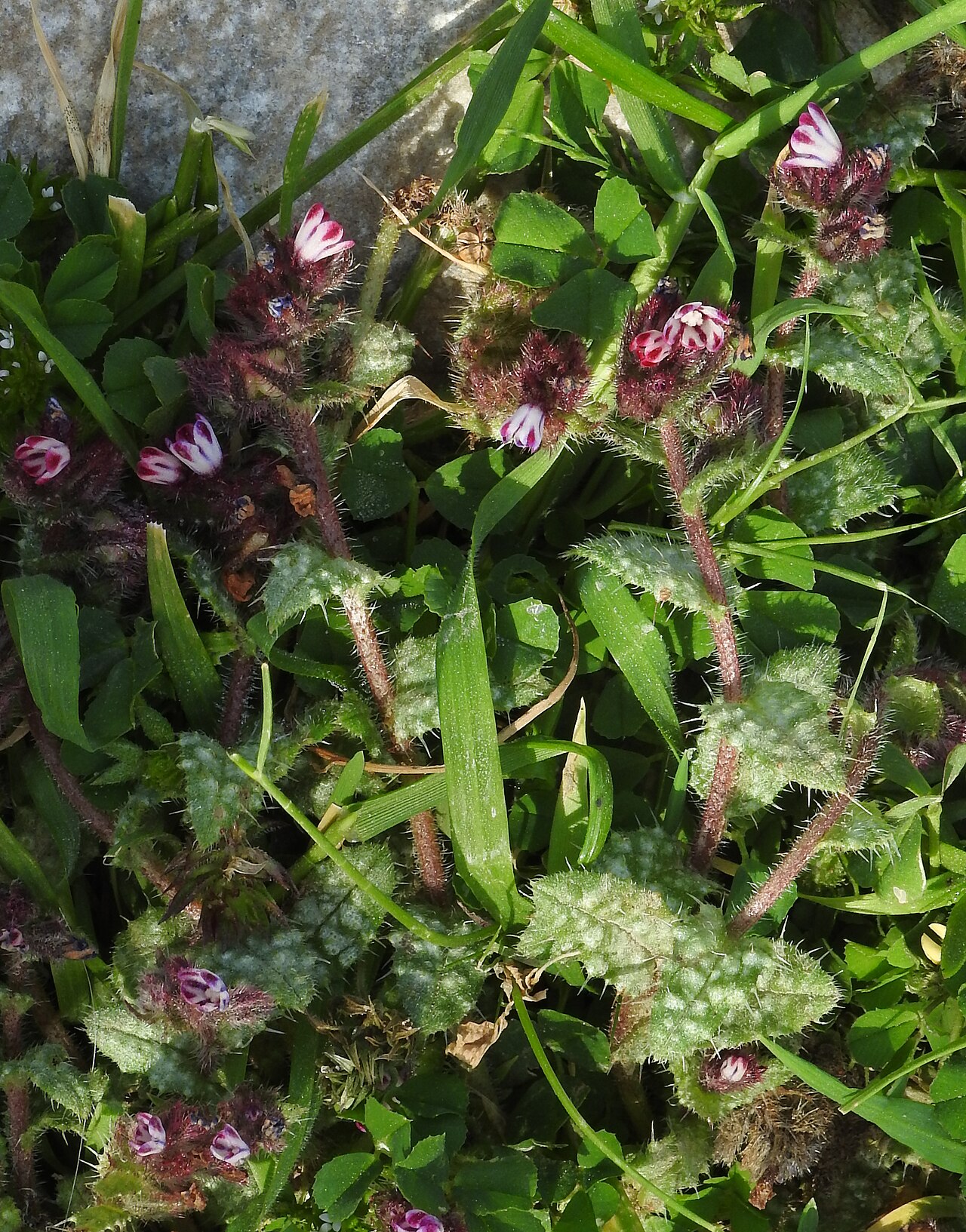Anchusa variegata: Anchusella variegata , Imbros Gorge , Crete , Greece