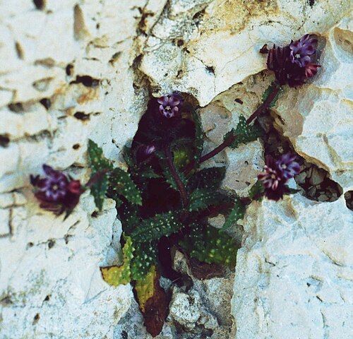 Anchusa variegata: Anchusella variegata , Raublattgewächse (Boraginaceae) – Griechenland/Ελλάδα/Greece: Erisos/Έρισος, südlich ober der Myrtos-Bucht, NW Divaráta/Διβαράτα