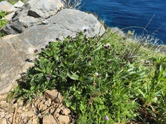 Anchusa variegata (Anchusa variegata)