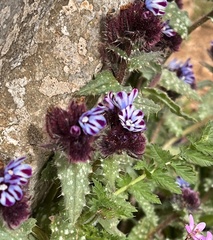 Anchusa variegata (Anchusa variegata)