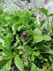 Anchusa variegata (Anchusa variegata)