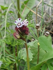 Anchusa variegata (Anchusa variegata)