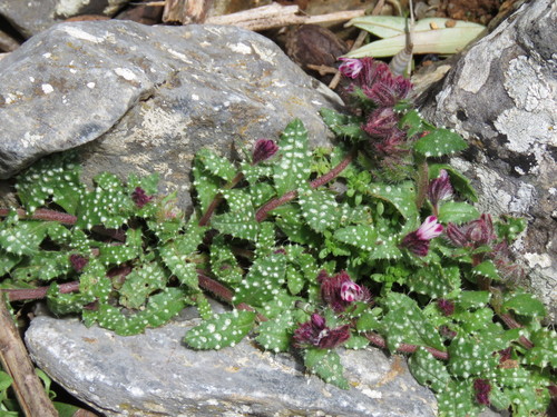 Anchusa variegata (Anchusa variegata)