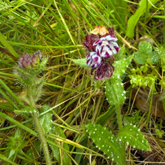 Anchusa variegata (Anchusa variegata)
