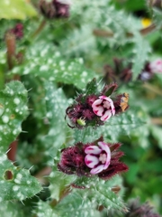 Anchusa variegata (Anchusa variegata)