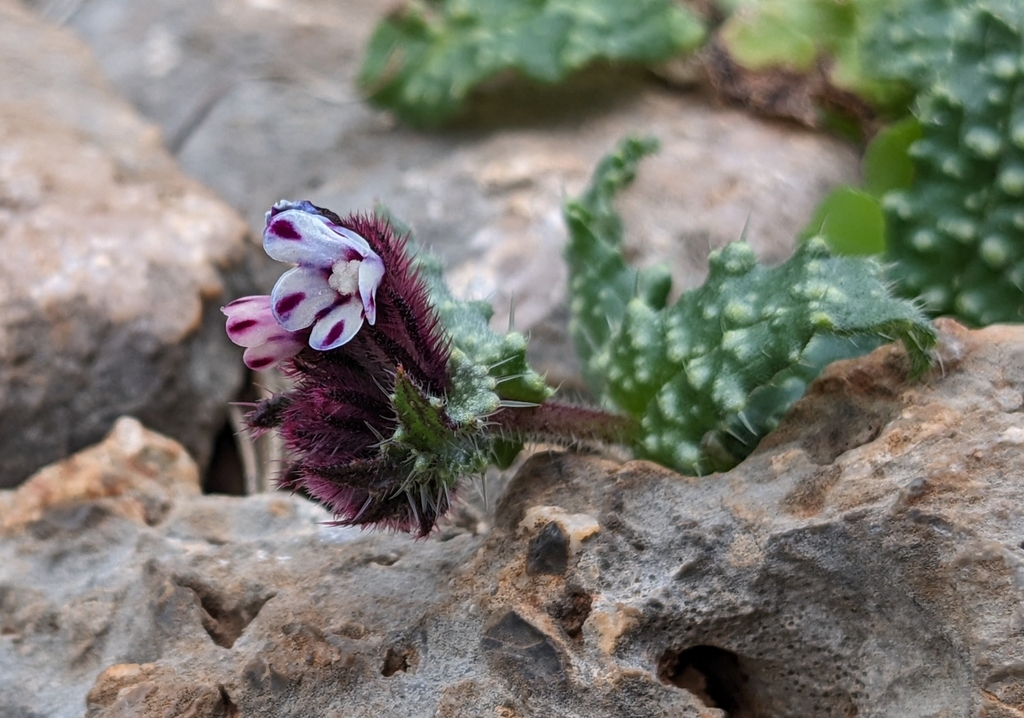 Anchusa variegata (Anchusa variegata)
