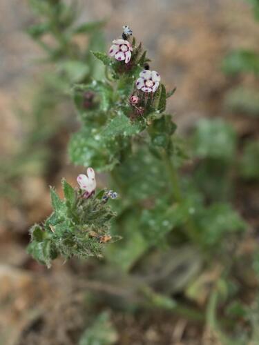 Anchusa variegata (Anchusa variegata)