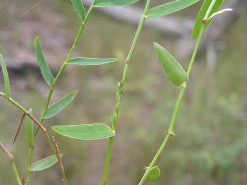 Ancistrachne maidenii: Ancistrachne maidenii