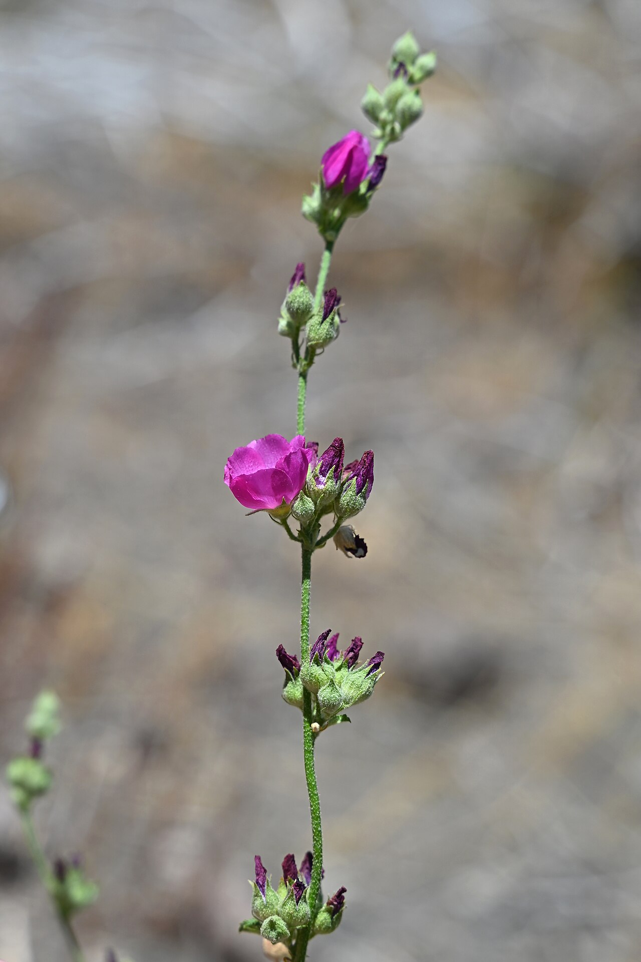 Andeimalva chilensis: Andeimalva chilensis 14 km SE from El Medano in Rio Maule valley, Region del Maule, Chile