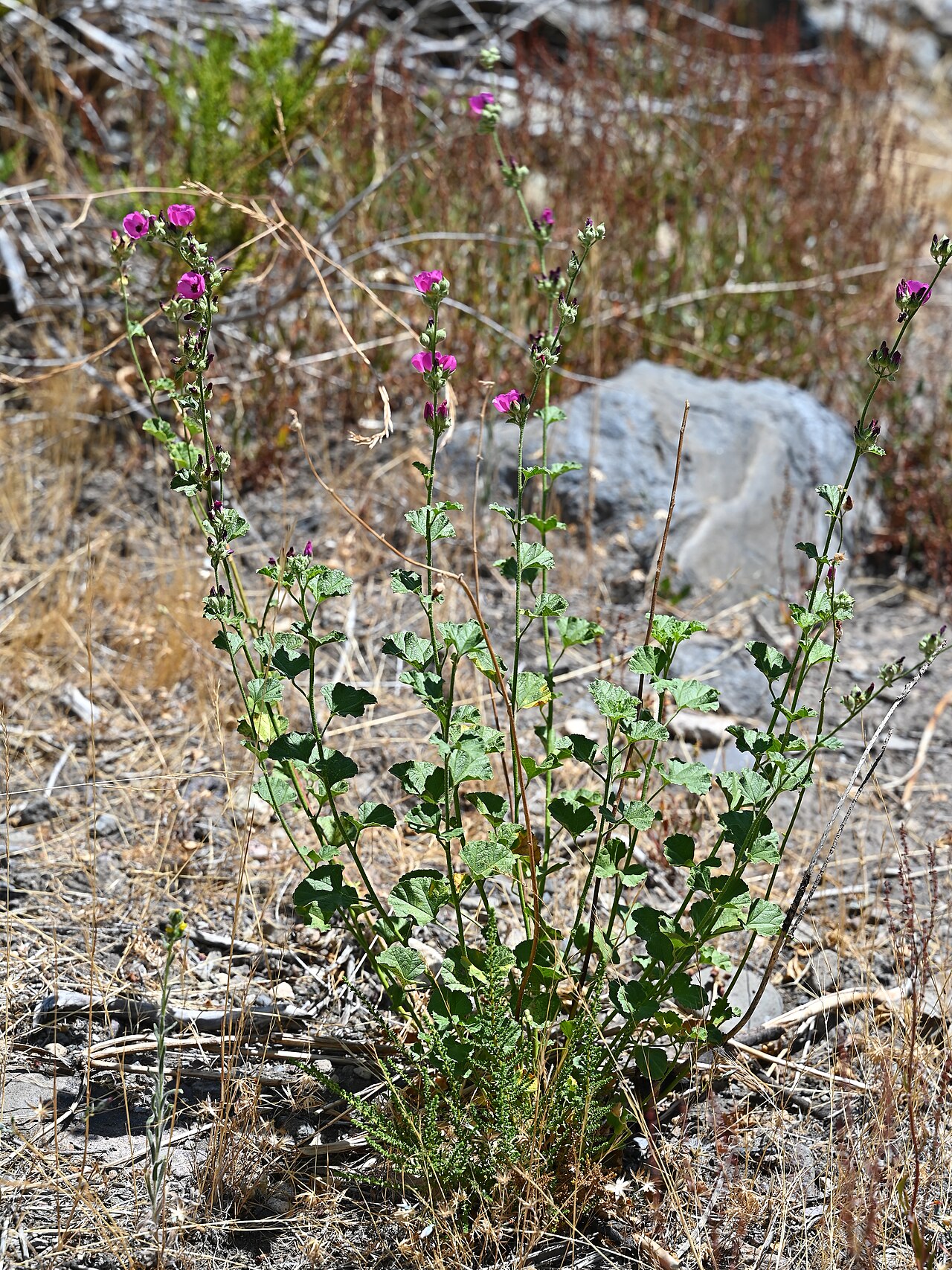 Andeimalva chilensis: Andeimalva chilensis 14 km SE from El Medano in Rio Maule valley, Region del Maule, Chile