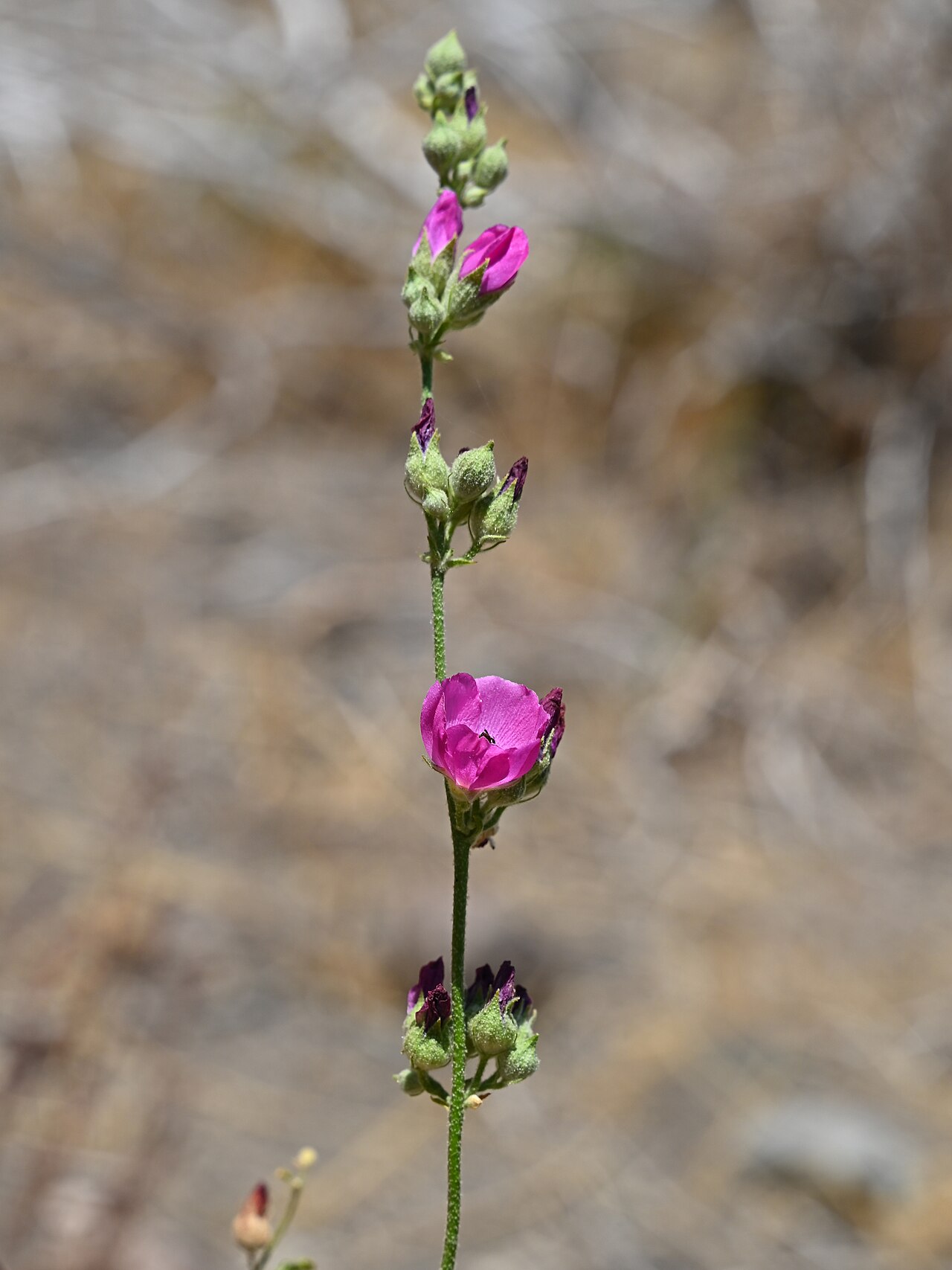 Andeimalva chilensis: Andeimalva chilensis 14 km SE from El Medano in Rio Maule valley, Region del Maule, Chile