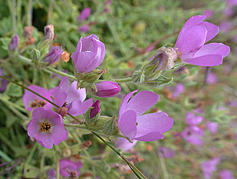 Andeimalva chilensis: An alpine mallow found in the Cordillera of southern Chile. UC Berkeley Botanical Gardens.