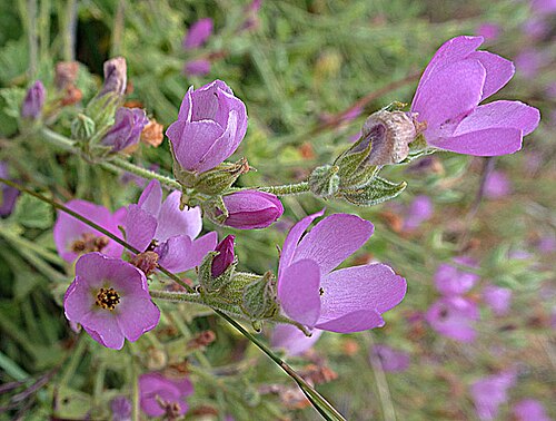 Andeimalva chilensis: An alpine mallow found in the Cordillera of southern Chile. UC Berkeley Botanical Gardens.