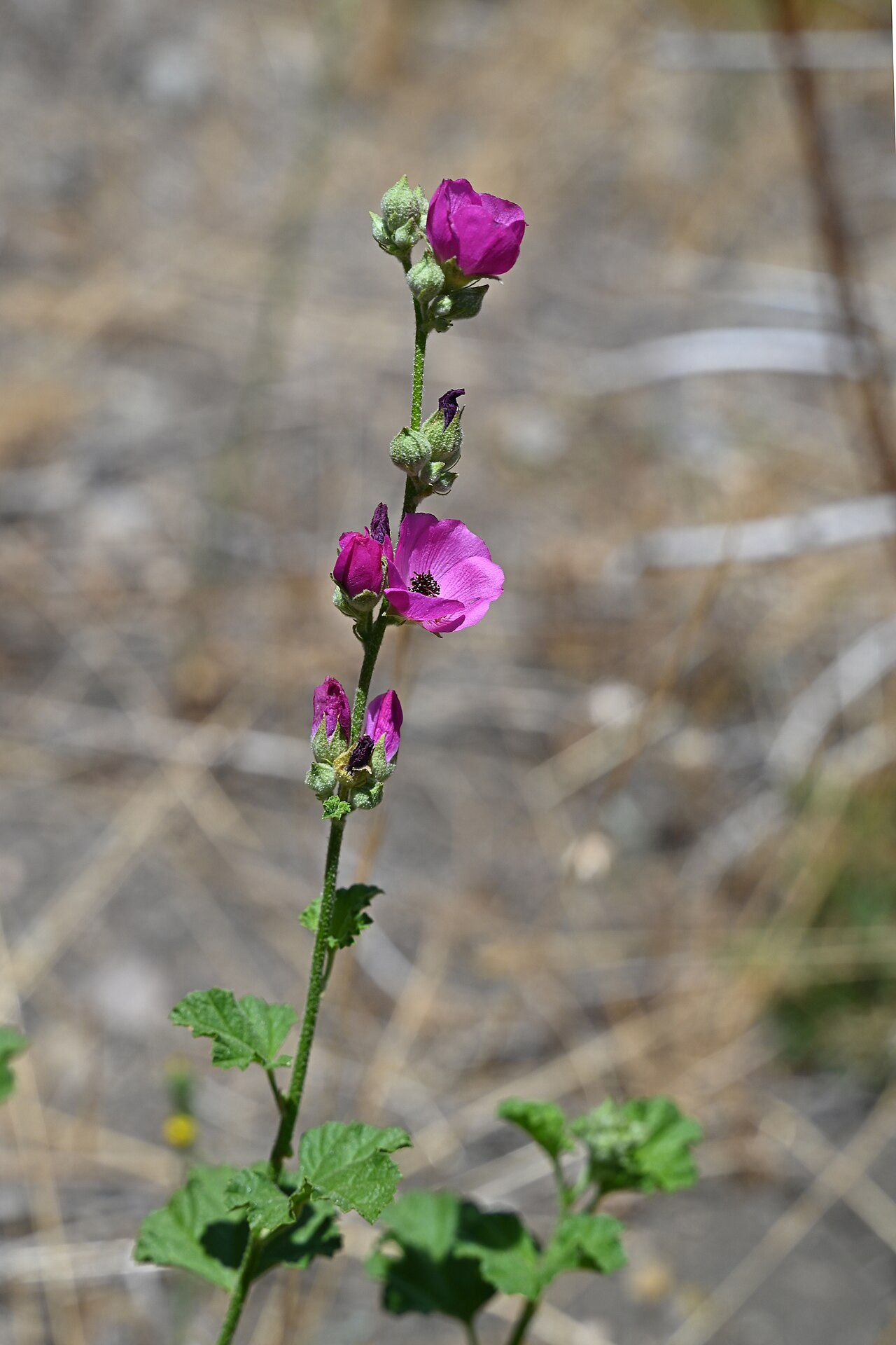 Andeimalva chilensis: Andeimalva chilensis 14 km SE from El Medano in Rio Maule valley, Region del Maule, Chile