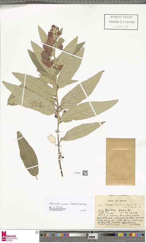 Andeimalva mandonii: Andeimalva mandonii (E.G.Baker) J.A.Tate Gesammelt von WMA Brooke 1949-03-31 in Quime, Bolivien
