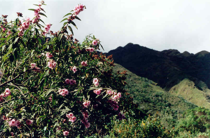 Andeimalva mandonii: Tarasa Mandonii (Malvaceae) Huichupata, Purani Churiquimbaya (3000m), Sorata (Larecaja, Bolivie).