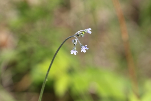 Andersonglossum boreale (Andersonglossum boreale)