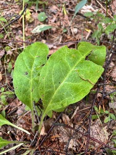 Andersonglossum boreale (Andersonglossum boreale)