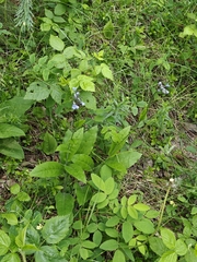 Andersonglossum boreale (Andersonglossum boreale)