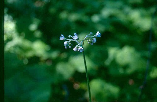 Andersonglossum boreale: Cynoglossum_virginianum_var_boreale_2-eheep