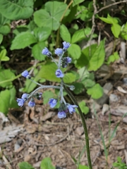 Andersonglossum boreale (Andersonglossum boreale)