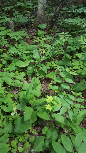 Andersonglossum boreale (Andersonglossum boreale)