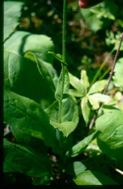 Andersonglossum boreale: Cynoglossum_virginianum_var_boreale_3-eheep