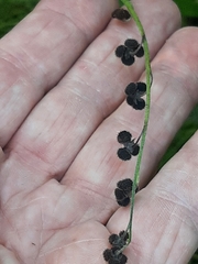 Andersonglossum boreale (Andersonglossum boreale)