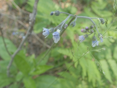 Andersonglossum boreale (Andersonglossum boreale)