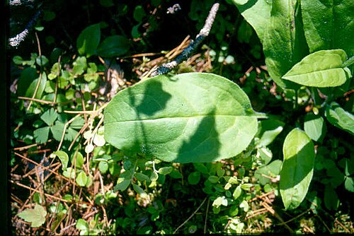 Andersonglossum boreale: Cynoglossum_virginianum_var_boreale_4-eheep