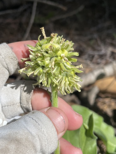 Western hound's tongue (Andersonglossum occidentale)