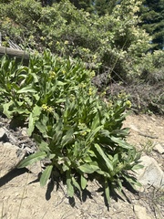 Western hound's tongue (Andersonglossum occidentale)
