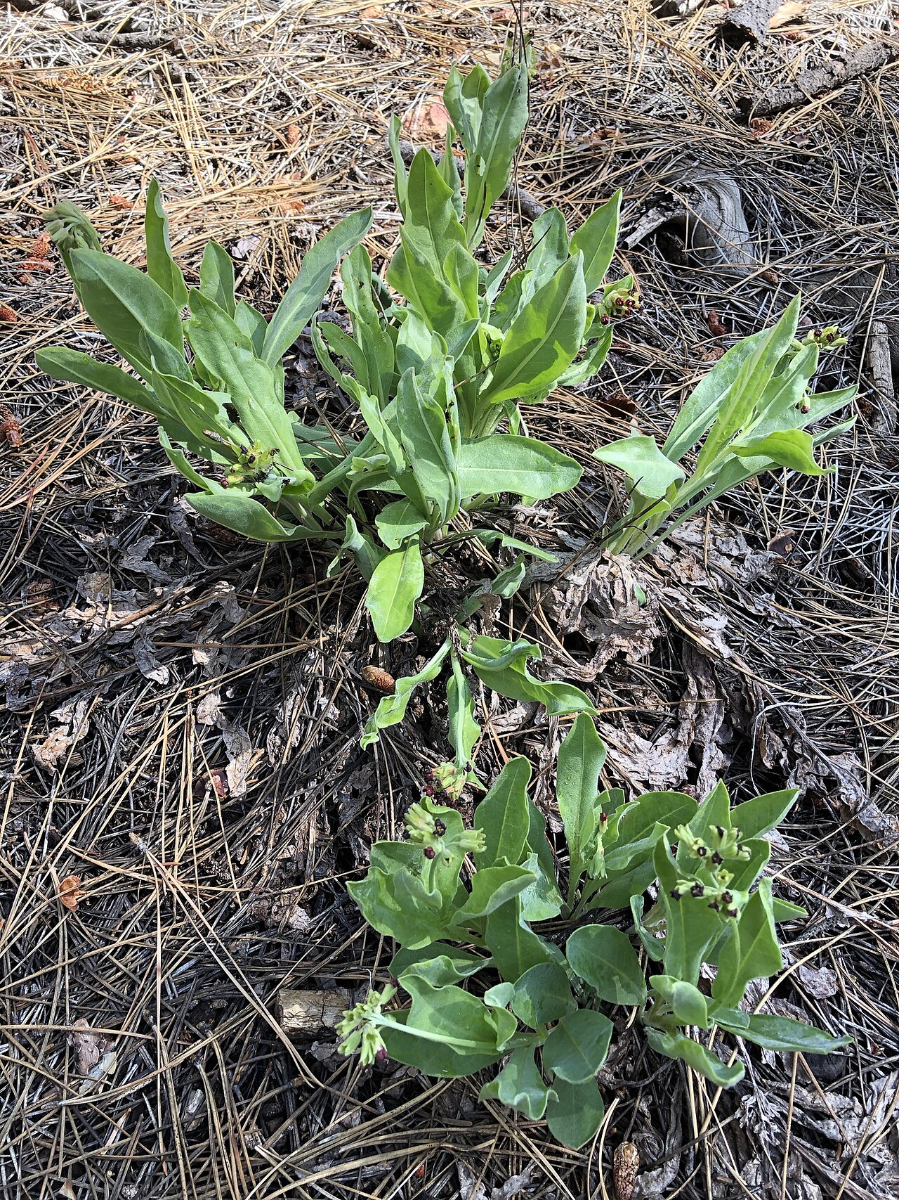Western hound's tongue: Andersonglossum occidentale https://www.inaturalist.org/photos/81471795