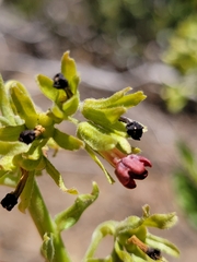 Western hound's tongue (Andersonglossum occidentale)