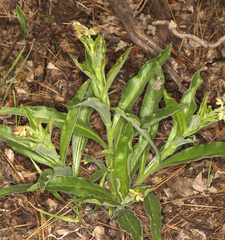 Western hound's tongue (Andersonglossum occidentale)